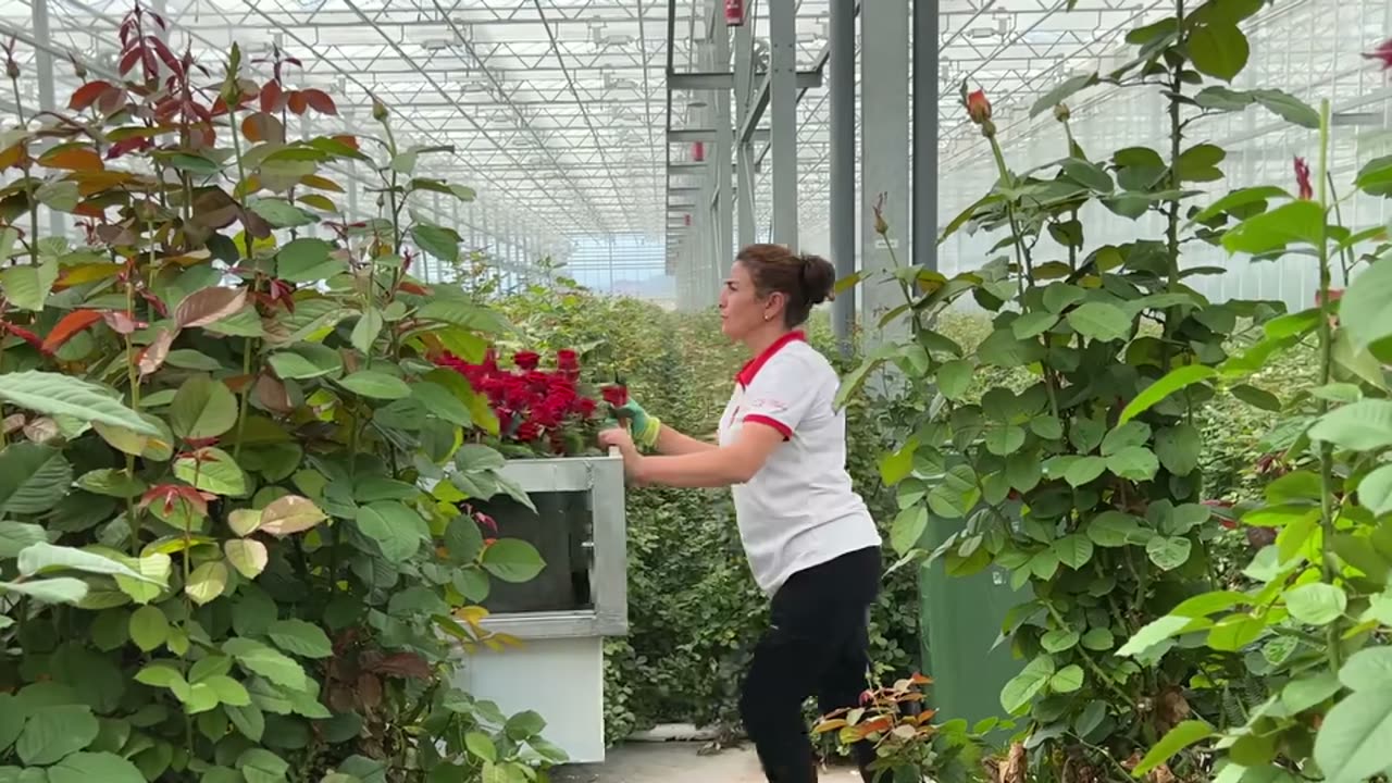 Hala produkcyjna 30 000 m²
